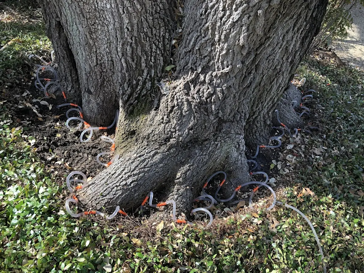 Detailed Tree Cabling and Bracing job site in Schwenksville