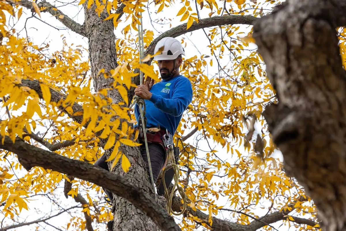 Skilled Tree Pruning crew working in Schwenksville