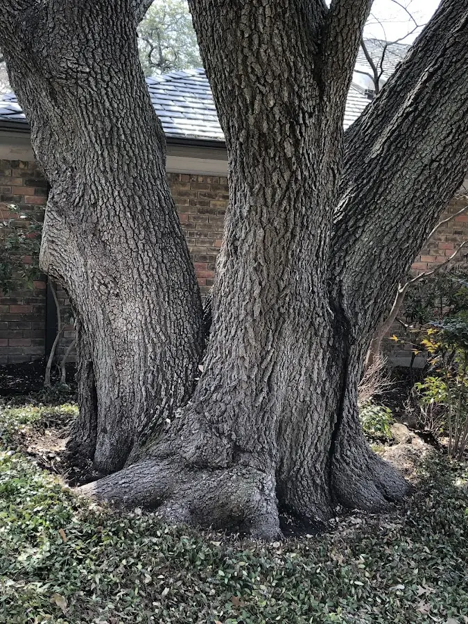 Mature heritage tree close to a Schwenksville property cared for by certified arborists